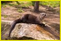 10 Terrifying And Deadly Predators You've Never Heard Of