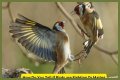 Are birds fighting or mating?