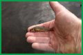 How long will minnows stay alive?