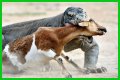 These 9 Adorable Animals Should Actually Terrify You