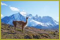 Wildlife in Patagonia: 20 Amazing Species